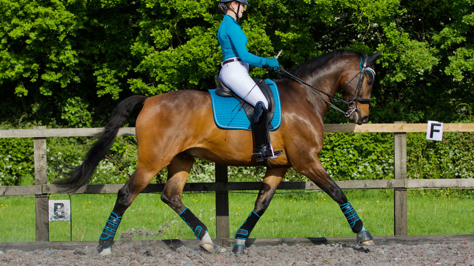 Saddle Pad Offer Sale