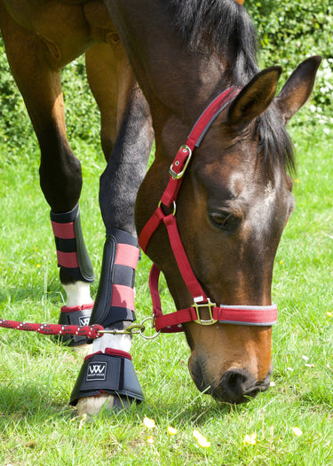 Club Brushing Boot | Shiraz