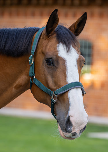 Contour Head Collar | British Racing Green