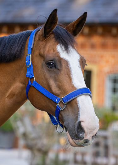Contour Head Collar | Electric Blue