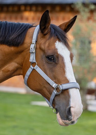 Contour Head Collar | Brushed Steel