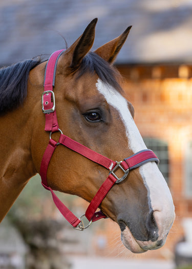Contour Head Collar | Shiraz