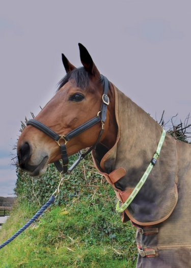 Horse stood in a field with a muddy rug wearing an LED sash around the neck
