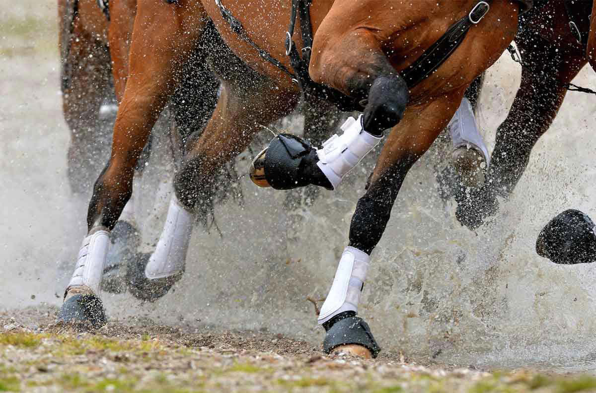 Picture for category Brushing Boots