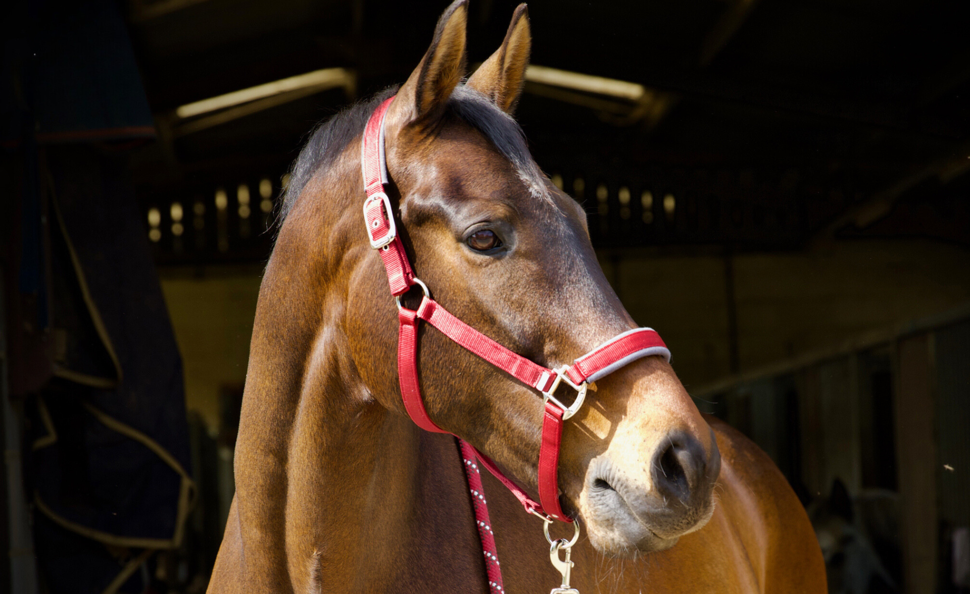 Picture for category Horse Wear